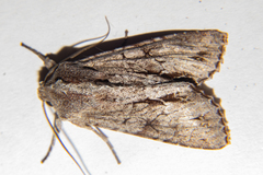 Ichneutica ustistriga