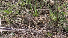 Phrynosoma orbiculare