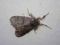 Dasychira vagans