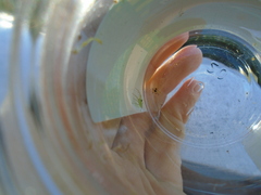 Lyssomanes viridis