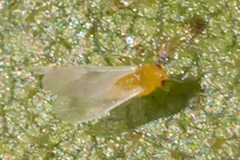 Sternorrhyncha