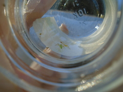 Lyssomanes viridis