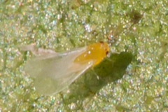 Sternorrhyncha