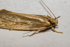 Tingena chloradelpha