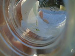 Lyssomanes viridis