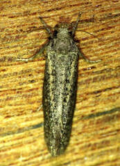Acrolophinae