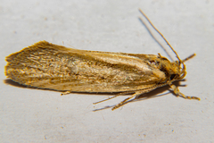 Tingena chloradelpha