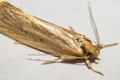 Tingena chloradelpha