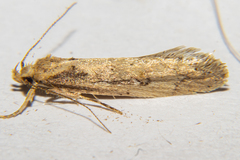 Atomotricha