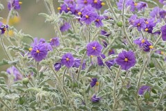 Solanum succosum