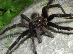Clavopelma