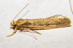 Atomotricha
