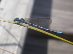 Argia bipunctulata