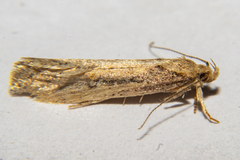Atomotricha