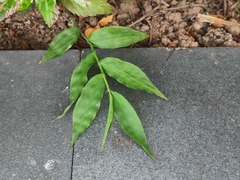 Oplismenus compositus