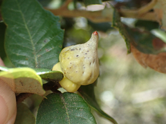 Heteroecus sanctaeclarae