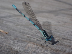 Argia bipunctulata