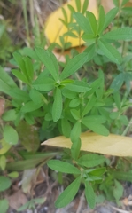 Trifolium lupinaster
