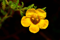 Aureolaria pectinata