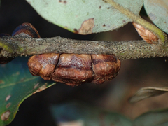 Disholandricus chrysolepidis