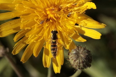 Sphaerophoria scripta