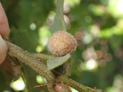 Disholandricus lasius