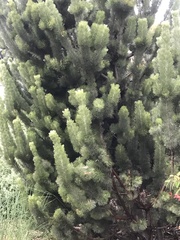 Adenanthos