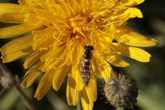 Sphaerophoria scripta