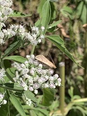 Pyraustini