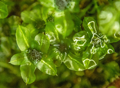 Mniaceae