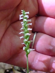 Spiranthes ovalis