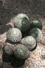 Mammillaria perbella