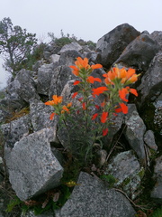 Castilleja tenuiflora