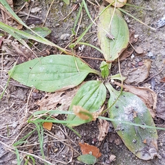 Plantago depressa