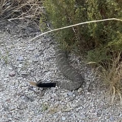 Crotalus ornatus