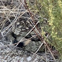 Crotalus ornatus