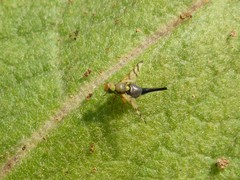 Urophora