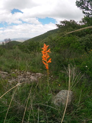 Dichromanthus aurantiacus