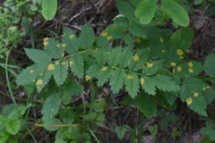 Sorbus scopulina