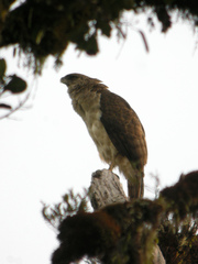 Papuan Eagle photo 3