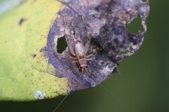 Anaxipha exigua