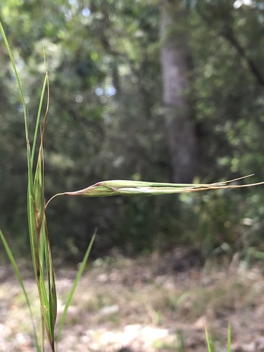 Themeda triandra iNat (1)