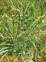 Anthericum