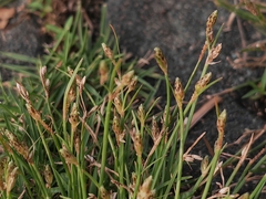 Eleocharis acicularis
