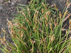 Eleocharis acicularis