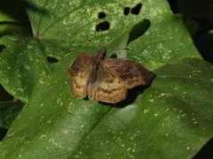 Theagenes dichrous