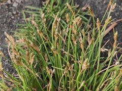 Eleocharis acicularis