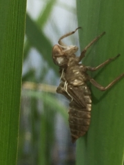 Libellula quadrimaculata