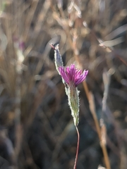 Lessingia hololeuca