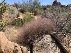 Muhlenbergia porteri